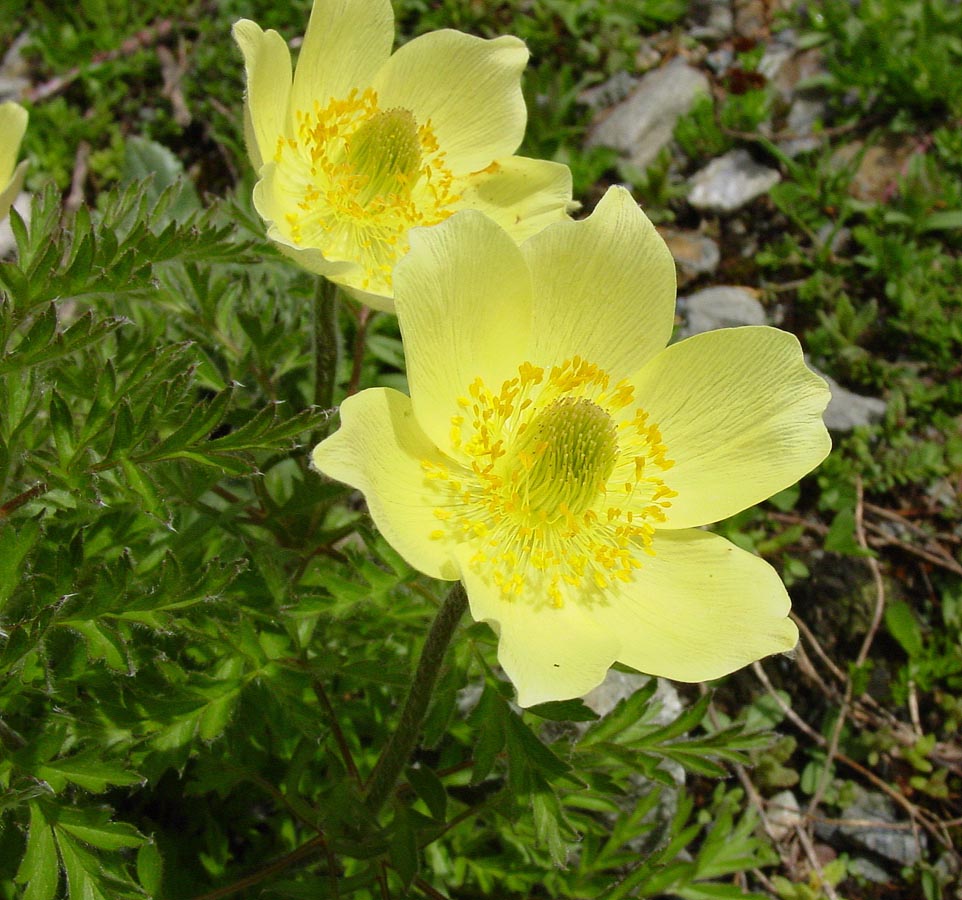 Heirloom Non-GMO Light Green Anemone Pulsatilla Flower Seeds for Planting – Unique Perennial Bloom Seeds - Non-GMO for planting in home garden